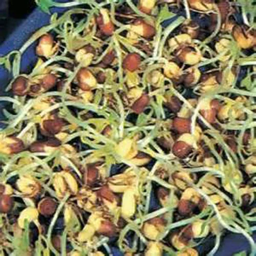 Miniatura 2 de Semillas de mezcla de proteínas de Peyton's para germinar microverdes, 8 onzas, marca "COOL BEANS n SPROUTS", un superalimento lleno