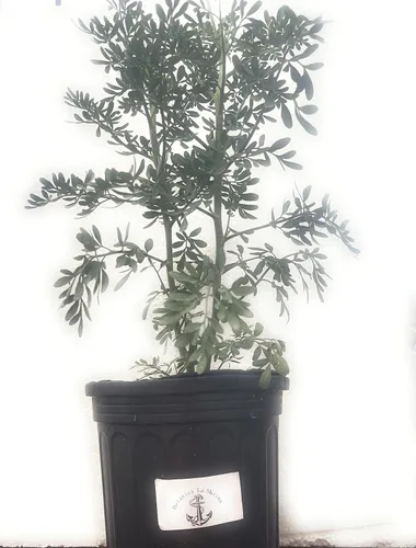 Miniatura 4 de Ruda Plant Herb of Grace de 5 a 8 pulgadas de alto..