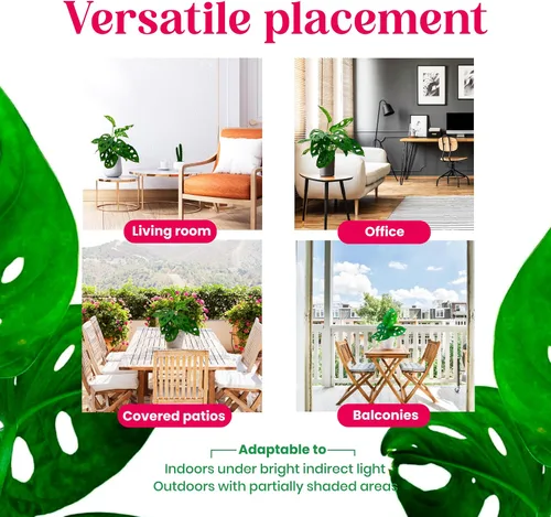 Miniatura 7 de BubbleBlooms Planta de queso suizo Monstera Adansonii, vive en una maceta de 4 pulgadas por BubbleBlooms