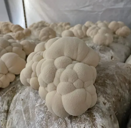 Miniatura 6 de Hodgins Harvest Melena de león orgánica + tintura de reishi Fabricado con hongos cultivados en nuestra granja en los Estados Unidos Extracto