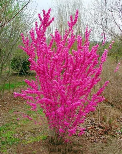 Miniatura 6 de 50 semillas de árbol Redbud Arbusto Cercis o Bonsái Rosa Púrpura Flor Semillas Raras