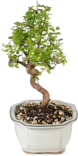 Miniatura 2 de Brussel's Bonsai Árbol bonsái de ciruela dulce china viva, 5 años, 6 a 10 pulgadas, bonsái de interior en maceta de bonsái de cerámica