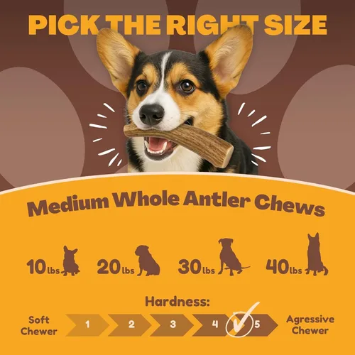 Miniatura 3 de Whitetail Naturals - Paquete de 3 masticables medianos para perros con cuernos de ciervo - Cuernos para perros medianos - Huesos de perro