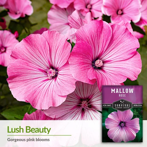 Miniatura 3 de Survival Garden Seeds - Semilla de malva rosa para plantar - Paquete con instrucciones para plantar y cultivar flores silvestres nativas