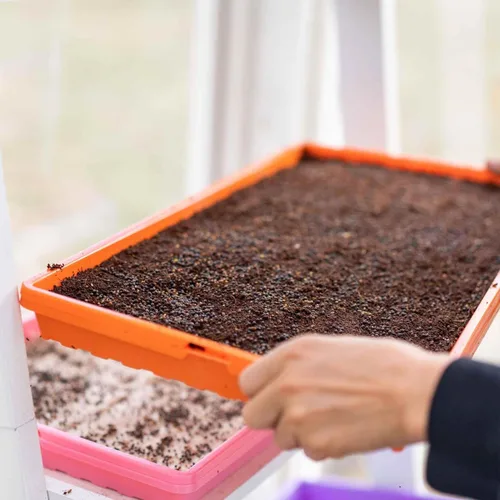 Miniatura 3 de Bootstrap Farmer Microgreen 1020 - Bandejas rosadas, paquete de 10 unidades, extra fuerte con agujeros, bandeja de semillas poco profundas