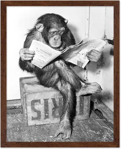 Miniatura 27 de Poster Master Póster de Chimpancé - Impresión de Mono Leyendo Periódico - Arte de Pared de Mono - Regalo para Hombres, Mujeres y Amantes