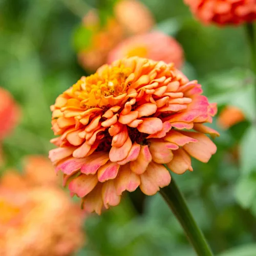 Miniatura 90 de Eden Brothers - Semillas de zinnia, cactus con flores, sin OMG, plantar en primavera, paquete, flores de bajo mantenimiento, zonas 3, 4, 5, 6, 7, 8