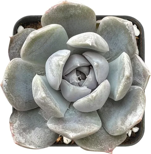 Miniatura 8 de Sprout N Green Echeveria 'Snow Angel', suculenta viva totalmente enraizada en maceta de 2 pulgadas, planta de casa para el hogar, oficina, boda
