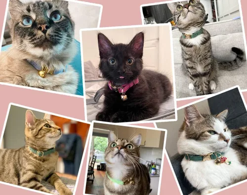 Miniatura 6 de Collar de gato personalizado con nombre y número de teléfono grabado para gatito niño y niña Estilo de pana