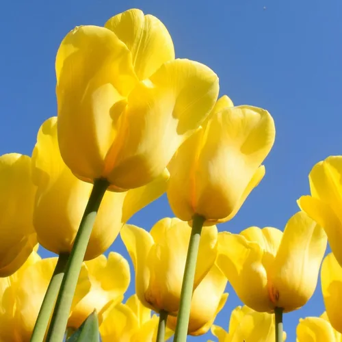 Miniatura 6 de Bulbos de floración de primavera de tulipán perenne amarillo dorado gigante (6)