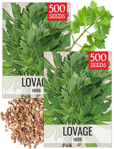 Seed Needs Semillas de apio para plantar hierbas culinarias tradicionales sin OMG, 2 paquetes