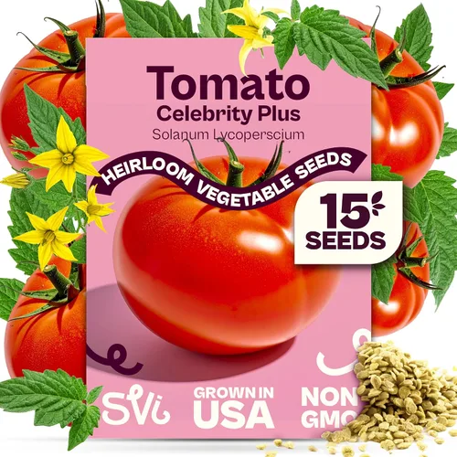 Miniatura 20 de SVI 550 semillas grandes de tomate cereza roja (Solanum lycoperscium) - Paquetes de semillas de tomates cherry, mini tomates en la vid - Semillas