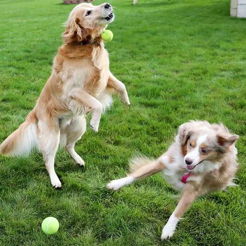 Miniatura 2 de Pelotas de tenis para perros, paquete de 12 unidades, juguetes interactivos chirriantes para entrenamiento, ejercicio, juego en interiores