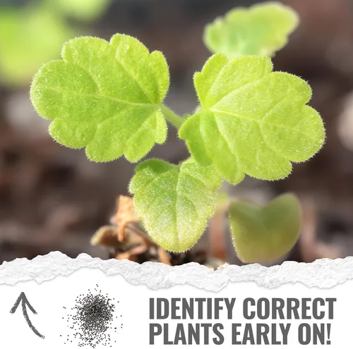Miniatura 5 de Seed Needs Semillas de hierba gatera para plantar Nepeta cataria - Semillas de hierbas sin OMG y sin tratar para plantar y cultivar un jardín