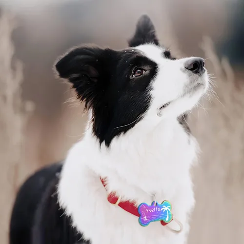 Miniatura 6 de GISUERY - Etiquetas para perros grabadas para mascotas, de acero inoxidable, identificación de mascotas, grabado de doble cara, personalizable con 9