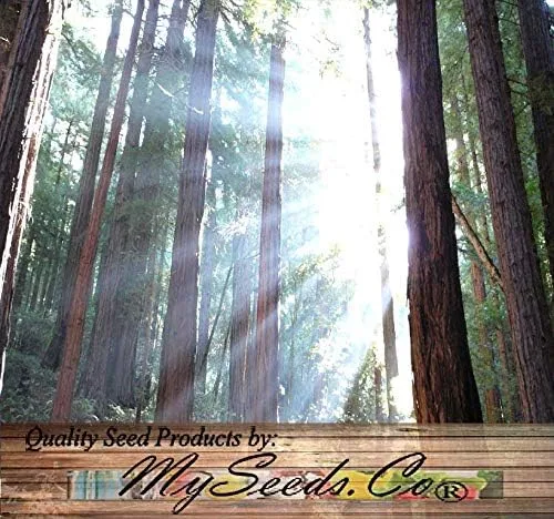 Miniatura 7 de Big Pack by MySeeds.Co