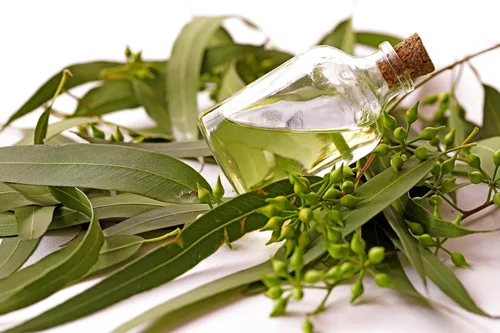Miniatura 4 de Aceite esencial de eucalipto 100% puro (1 galón) – Aceite de globulus prémium a granel para salas de vapor de spa, saunas y difusores