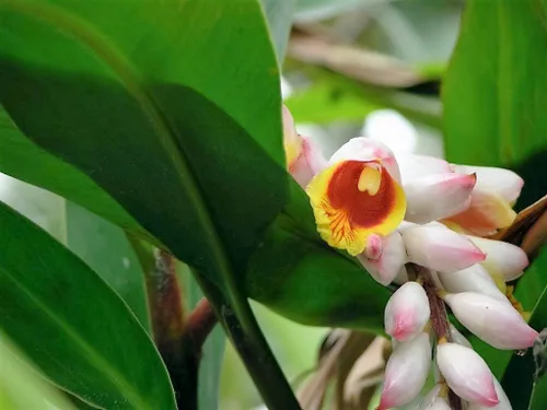 Miniatura 3 de 5 semillas de hierba KAT Jengibre Rosa y Amarillo Alpinia Katsumadai Hayata Flower