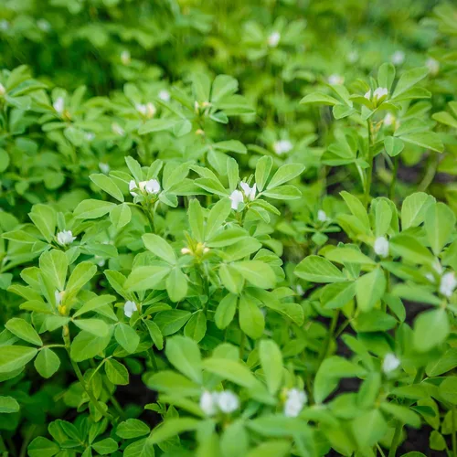 Miniatura 7 de Outsidepride Semillas de fenogreco y microgreens - 1000 unidades. Semillas anuales, versátiles y fáciles de cultivar, semillas de hierbas