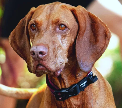 Miniatura 2 de Rogz Airtech Classic Collar para Perro Mediano - Ocre Quemado
