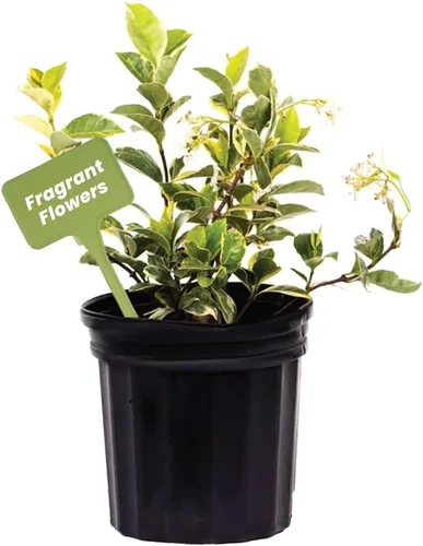 Miniatura 9 de American Plant Exchange Live Confederate Jasmine – Maceta de 6 pulgadas – Vid floreciente fragante con hojas verdes brillantes, planta de exterior