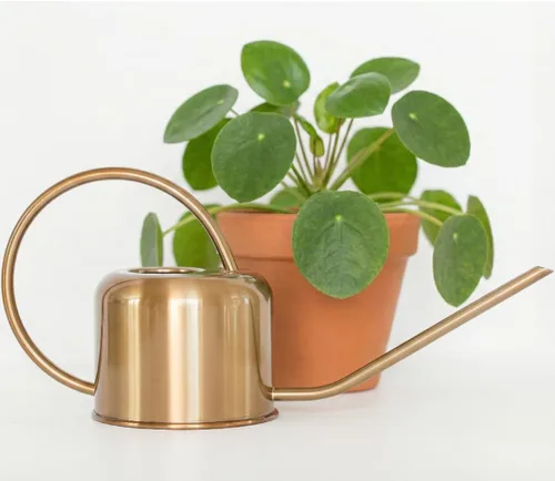 Regadera de acero inoxidable para plantas de interior por Houseplant Resource Center | Capacidad de 1 litro para plantas de interior/exterior en oro