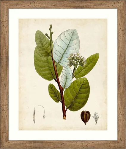 Amanti Art Impresión artística enmarcada de 36 x 30 pulgadas, follaje verde I de Vision Studio, arte de pared de flores, decoración vintage, póster