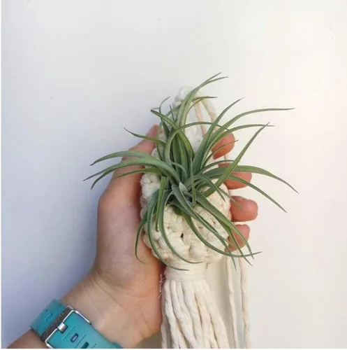 Miniatura 2 de 2 soportes para plantas de aire de macramé, cordón de algodón, colgador de plantas de aire, mini macetas colgantes para decoración de dormitorio