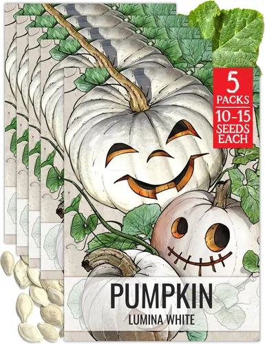 Miniatura 9 de Seed Needs, Jack O' Lantern - Semillas de calabaza – 25 semillas tradicionales para plantar Cucurbita Pepo – Sin OMG y sin tratar, ideal para tallar