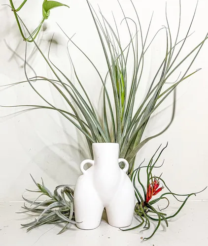 Miniatura 2 de ragnaroc Air Plants - Caja de Regalo Elsker - Grande 4" - 5ct - Llegada Viva Garantizada - Plantas de interior para decoración del hogar y regalo