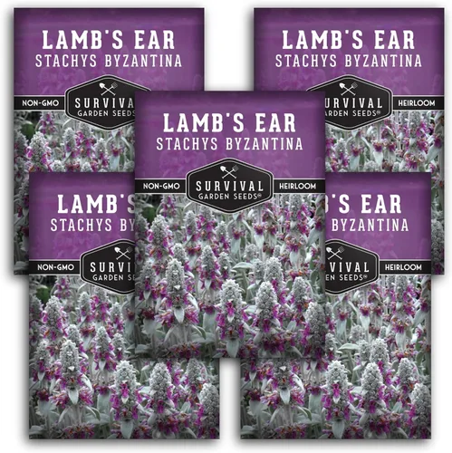 Miniatura 12 de Semillas de oreja de cordero para plantar, 1 paquete con instrucciones para plantar y cultivar plantas de orejas de cordero, betonía lanuda