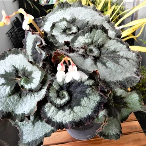 Miniatura 2 de Combo de 3 plantas de ala de ángel de begonia a lunares, planta viva de begonia maculata, plantas vivas de begonias al aire libre, 4 a 8 pulgadas