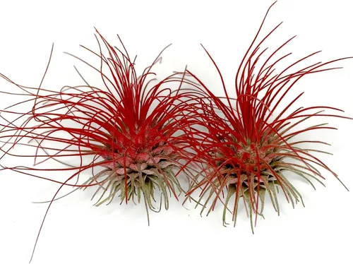 Miniatura 5 de Planta de Aire Delgado, Tillandsia Viva de Guatemala, Llegada Saludable Garantizada, Excelente Planta de Interior, Decoración del Hogar y Regalo