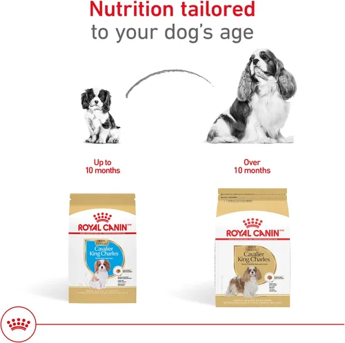 Miniatura 6 de Royal Canin Breed Health Nutrition Cavalier King Charles Spaniel - Alimento seco para cachorros, bolsa de 3 libras