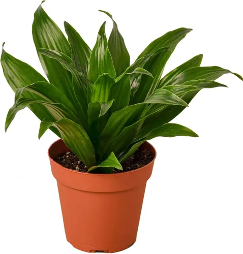 Miniatura 9 de Dracaena Colorama - Planta viva para interior Diferentes plantas de interior en maceta de 4 y 6 pulgadas Planta de casa real para sala de estar