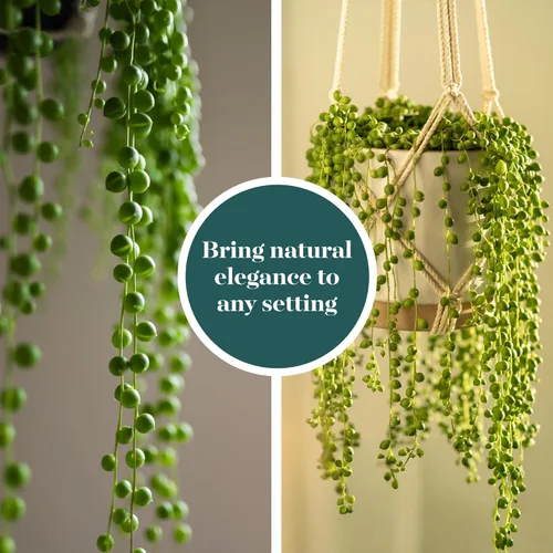 Miniatura 5 de Shop Succulents String of Pearls - Maceta suculenta de 2 pulgadas, paquete de 20