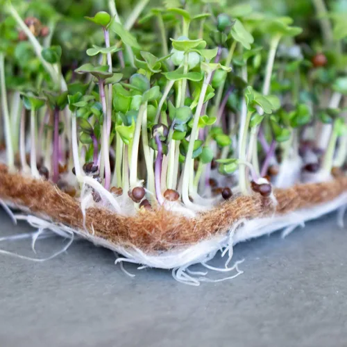 Miniatura 3 de Handy Pantry Pro Micro Jute Microgreens - Rollo de tapete de cultivo – 10 pulgadas de ancho por 100 pies de largo – 1 rollo – Almohadilla de cultivo