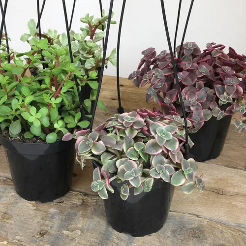 Miniatura 3 de Altman Plants Suculentas colgantes (paquete de 3) en cestas colgantes de 3.5 pulgadas para plantas, cadena de perlas, calico gatito crassus