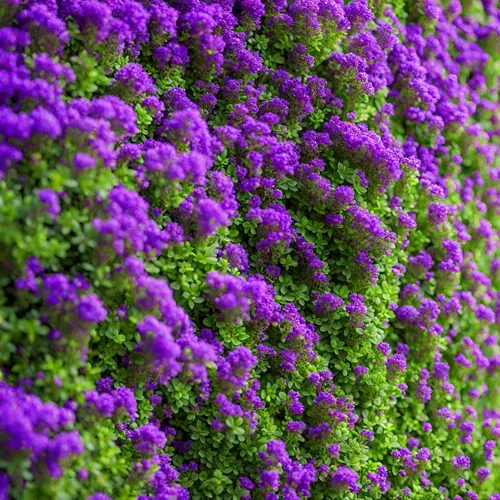 Miniatura 4 de Más de 2000 semillas de tomillo rastrero púrpura raras - Plantas de cobertura del suelo de reliquia