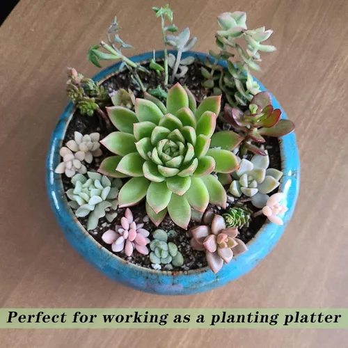 Miniatura 5 de ARTKETTY Macetas para suculentas de 7.3 pulgadas con drenaje, paquete de 2, macetas poco profundas para bonsái con bandeja de cerámica para plantas