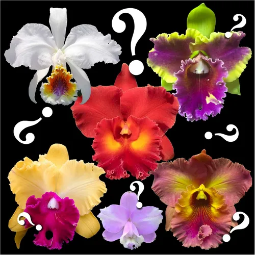 Miniatura 3 de Misterio"/Orquídeas Cattleya sin nombre: gran variedad, fácil de cultivar, grandes flores, muchas fragantes