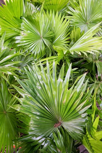 Miniatura 8 de 5 Green Saw Palmetto Serenoa Repens American Dwarf Palm Tree Arbusto de fruta comestible Semillas de sol o sombra