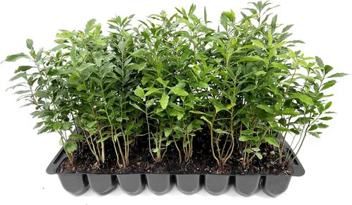 Mirto de cera | 20 plantas vivas | Myrica Cerifera | Arbusto de crecimiento rápido, pantalla de privacidad, follaje de hoja perenne, ornamental,