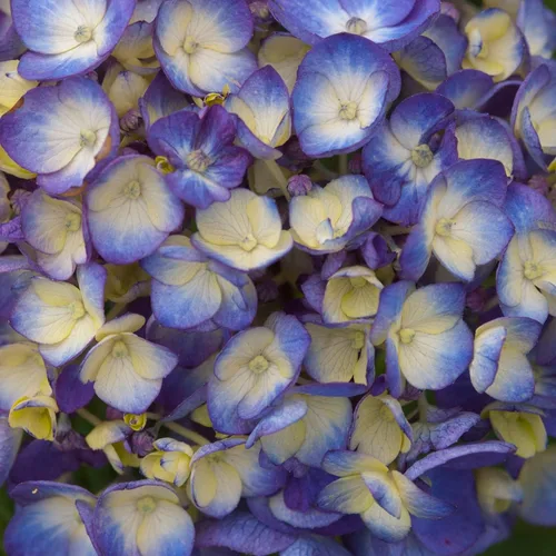 Miniatura 5 de Blooming & Beautiful - BloomStruck Hortensia de hoja grande - Verano sin fin - 3 galones - Mophead refloreciente rosa, azul y morado florece