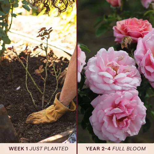 Miniatura 3 de Rosas trepadoras de reliquia, planta de raíz propia viva para jardín al aire libre, Aloha, muy fragantes, zonas de rusticidad 5 a 10, floración