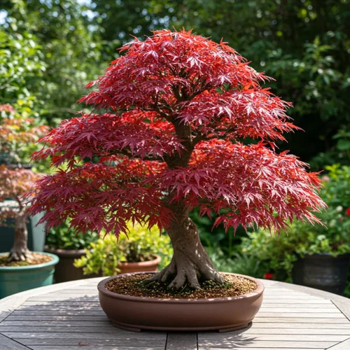 Miniatura 5 de Semillas de árbol de bonsái, arce rojo japonés, más de 20 semillas, muy apreciadas para bonsái, semillas de arce japonés (ACER palmatum) 20+semillas