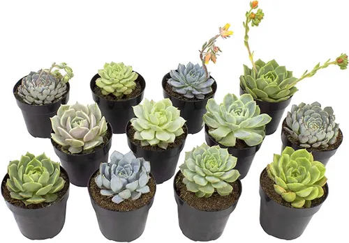 Altman Plants, Echeveria Suculents - Plantas vivas (12 unidades), plantas suculentas vivas, plantas de interior vivas, plantas suculentas, plantas