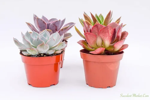 Miniatura 3 de Live Echeveria - Plantas suculentas (paquete de 4) – Surtido de 4 pulgadas – Suculentas Echeveria totalmente enraizadas – Juego de suculentas