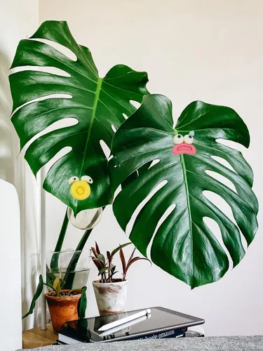 Miniatura 7 de Imanes de plantas, Googly Eyes imanes de plantas para plantas en maceta, dijes de plantas para regalos de plantas, juego de 7