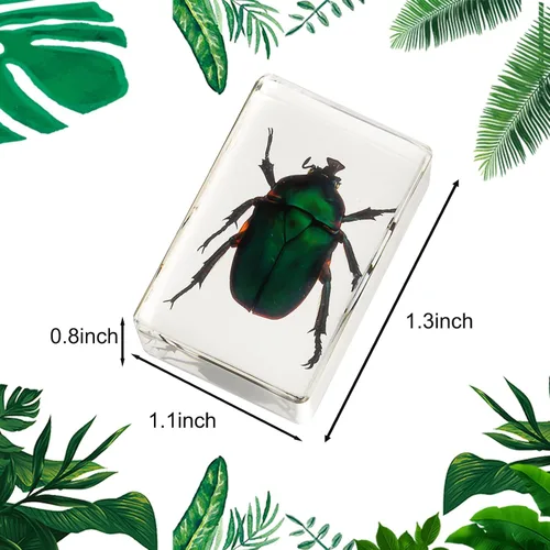 Miniatura 2 de Colección de 12 piezas de insectos en resina, juego educativo de especímenes de insectos para niños, perfecto para preescolar, ciencia de aula